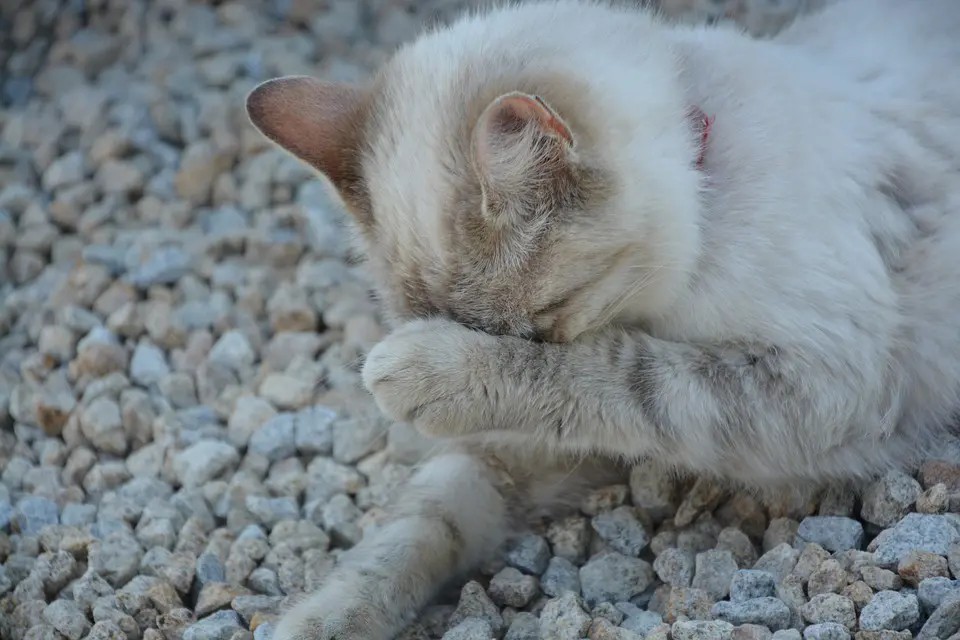 katze-ratgeber.de