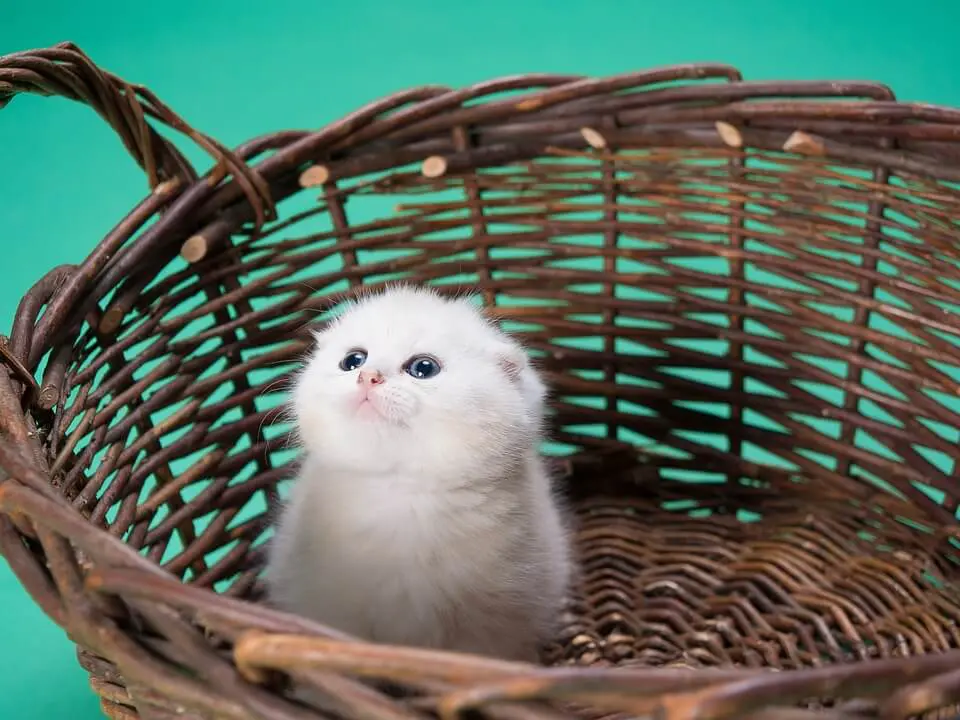 katze-ratgeber.de