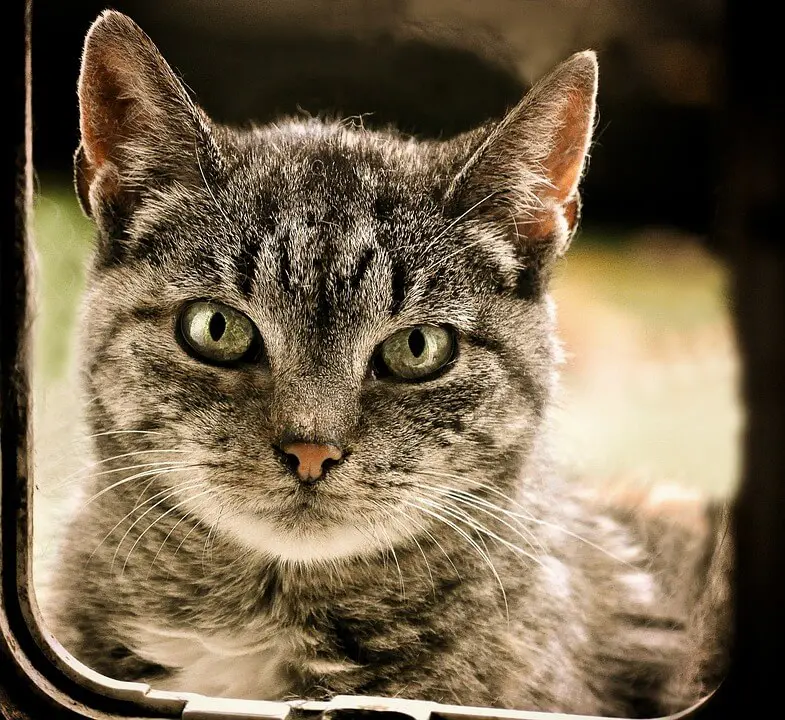 katze-ratgeber.de