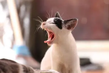 Katze erbricht Schaum – was kann ich tun?
