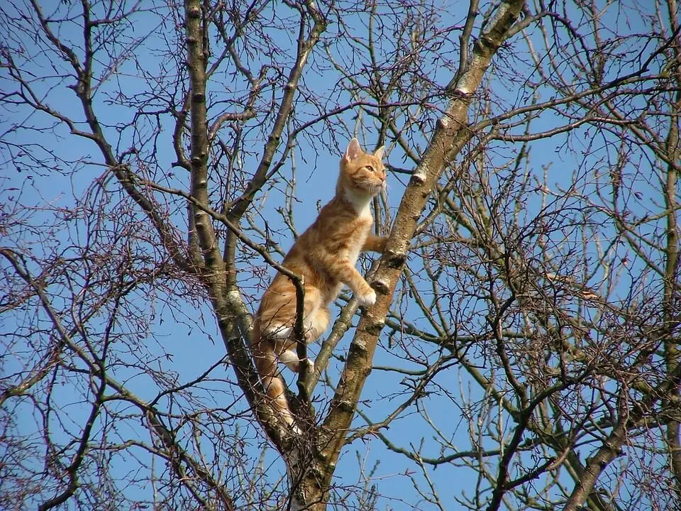 katze-ratgeber.de