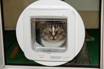Katzenklappe Glastür: Ist das überhaupt möglich?
