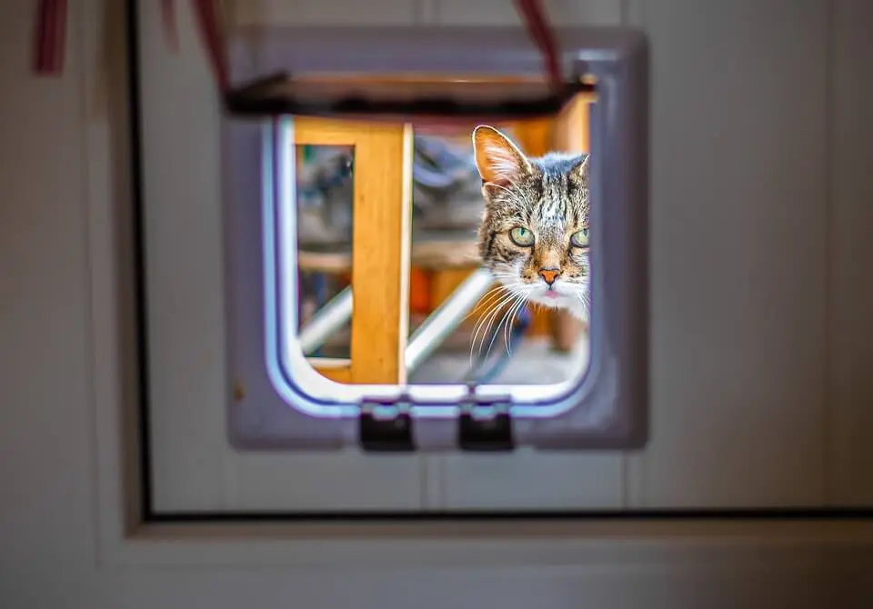 katze-ratgeber.de