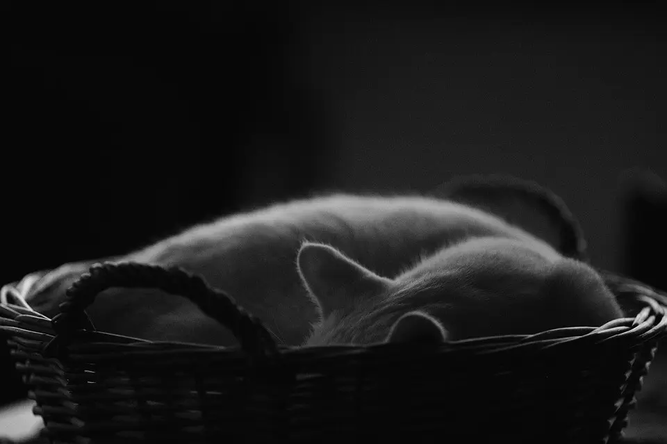 katze-ratgeber.de