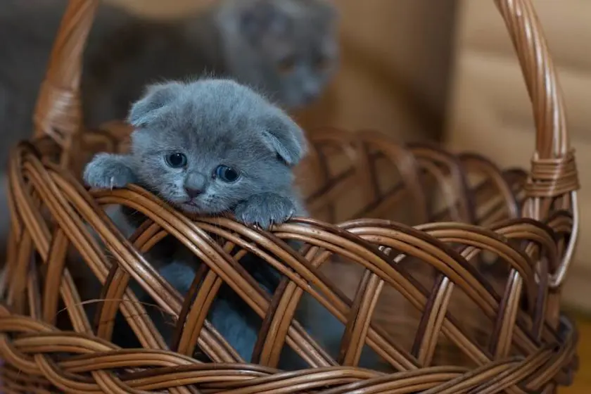 Katzenkorb für Heizung: Warum schlafen Katzen an der Heizung?