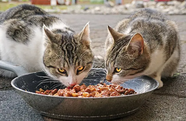 liste-gutes-katzenfutter