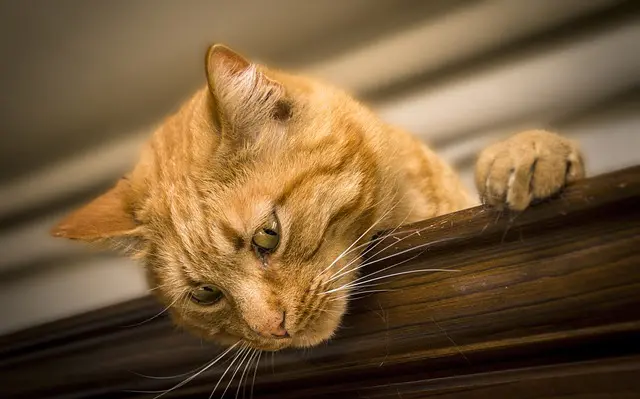 biss-katze