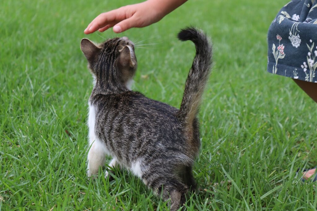 Katze Macht Großes Geschäft Neben Katzenklo Katze macht neben Katzenklo. Was tun? - katze-ratgeber.de