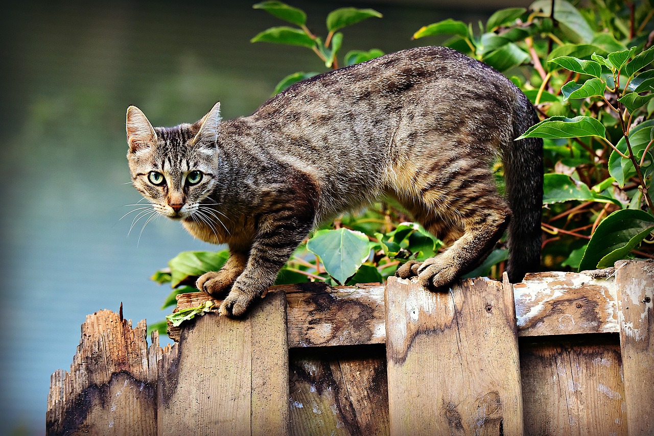 Welcher Geruch hält Katzen fern? katzeratgeber.de