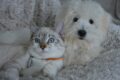 haustiere hund und katze